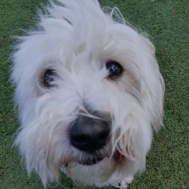 Close up of a white shaggy dog's face